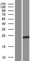 FGF13 Protein - Western validation with an anti-DDK antibody * L: Control HEK293 lysate R: Over-expression lysate