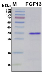 FGF13 Protein - SDS-PAGE under reducing conditions and visualized by Coomassie blue staining