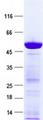 FGF13 Protein