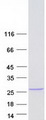 FGF13 Protein - Purified recombinant protein FGF13 was analyzed by SDS-PAGE gel and Coomassie Blue Staining