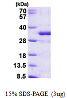 FGF14 Protein