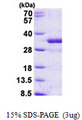 FGF14 Protein