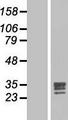 FGF17 Protein - Western validation with an anti-DDK antibody * L: Control HEK293 lysate R: Over-expression lysate