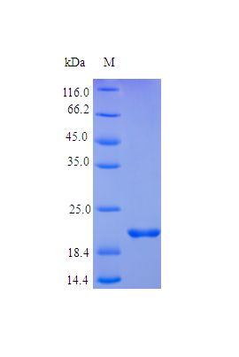 FGF17 Protein