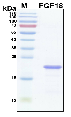 FGF18 Protein - SDS-PAGE under reducing conditions and visualized by Coomassie blue staining
