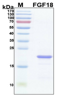 FGF18 Protein - SDS-PAGE under reducing conditions and visualized by Coomassie blue staining