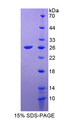 FGF18 Protein - Recombinant  Fibroblast Growth Factor 18 By SDS-PAGE
