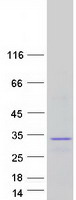 FGF19 Protein - Purified recombinant protein FGF19 was analyzed by SDS-PAGE gel and Coomassie Blue Staining