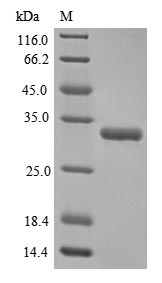 FGF2 / Basic FGF Protein - (Tris-Glycine gel) Discontinuous SDS-PAGE (reduced) with 5% enrichment gel and 15% separation gel.