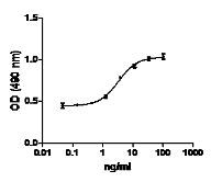 FGF2 / Basic FGF Protein - 3NIH/3T3 cell proliferation induced by human FGFb.