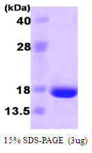 FGF2 / Basic FGF Protein
