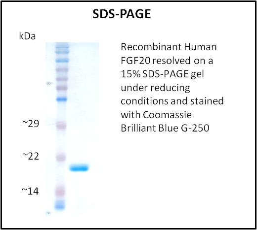 FGF20 Protein