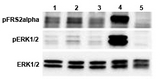 FGF21 Protein - ERK and FRS2alpha phosphorylation induced by FGF-21 in bKlotho expressing cells. Klotho expressing cells were serum starved for 16 hours and then stimulated with hFGF-21-His (competitor), FGF-21-Fc and FGF-b (positive control) for 10 minutes, respectively. Antibodies against pFRS2alpha, pERK1/2 and total ERK1/2 were used for immunoblotting. Lane 1: 1 ug/ml hFGF21-His (competitor) Lane 2: 2.2 ug/ml hFGF21-Fc (Prod. No. AG-40A-0095) Lane 3: 2.2 ug/ml mCD137-Fc (Prod. No. AG-40A-0025) Lane 4: 100ng/ ul FGF-b Lane 5: control (non-treated)