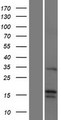 FGF22 Protein - Western validation with an anti-DDK antibody * L: Control HEK293 lysate R: Over-expression lysate