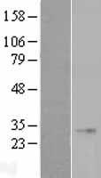 FGF23 Protein - Western validation with an anti-DDK antibody * L: Control HEK293 lysate R: Over-expression lysate