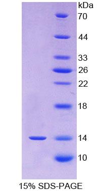 FGF23 Protein - Recombinant Fibroblast Growth Factor 23 By SDS-PAGE