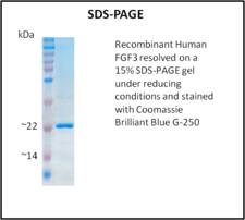 FGF3 Protein