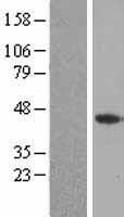 FGF4 Protein - Western validation with an anti-DDK antibody * L: Control HEK293 lysate R: Over-expression lysate