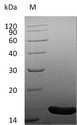 FGF4 Protein - (Tris-Glycine gel) Discontinuous SDS-PAGE (reduced) with 5% enrichment gel and 15% separation gel.