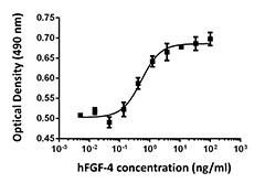 FGF4 Protein - NIH3T3 proliferation induced by human FGF-4.
