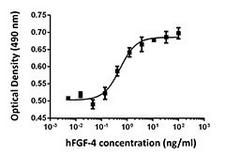FGF4 Protein - NIH3T3 proliferation induced by human FGF-4.