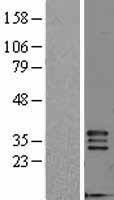 FGF5 Protein - Western validation with an anti-DDK antibody * L: Control HEK293 lysate R: Over-expression lysate