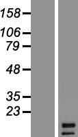 FGF5 Protein - Western validation with an anti-DDK antibody * L: Control HEK293 lysate R: Over-expression lysate