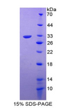 FGF5 Protein - Recombinant Fibroblast Growth Factor 5 By SDS-PAGE