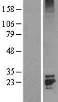 FGF7 / KGF Protein - Western validation with an anti-DDK antibody * L: Control HEK293 lysate R: Over-expression lysate