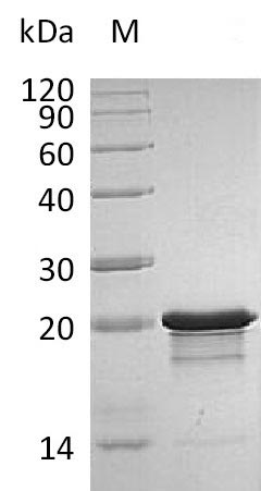 FGF8 Protein - (Tris-Glycine gel) Discontinuous SDS-PAGE (reduced) with 5% enrichment gel and 15% separation gel.