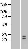 FGF9 Protein - Western validation with an anti-DDK antibody * L: Control HEK293 lysate R: Over-expression lysate