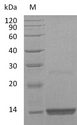 FGF9 Protein - (Tris-Glycine gel) Discontinuous SDS-PAGE (reduced) with 5% enrichment gel and 15% separation gel.