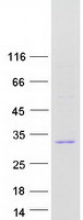 FGFBP2 Protein - Purified recombinant protein FGFBP2 was analyzed by SDS-PAGE gel and Coomassie Blue Staining