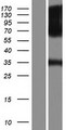 FGFR1 / FGF Receptor 1 Protein - Western validation with an anti-DDK antibody * L: Control HEK293 lysate R: Over-expression lysate