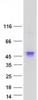 FGFR1 / FGF Receptor 1 Protein - Purified recombinant protein FGFR1 was analyzed by SDS-PAGE gel and Coomassie Blue Staining