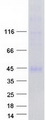 FGFR1 / FGF Receptor 1 Protein - Purified recombinant protein FGFR1 was analyzed by SDS-PAGE gel and Coomassie Blue Staining