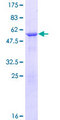 FGFR1OP2 Protein - 12.5% SDS-PAGE of human FGFR1OP2 stained with Coomassie Blue