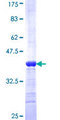 FGFR1OP2 Protein - 12.5% SDS-PAGE Stained with Coomassie Blue.