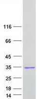FGFR1OP2 Protein - Purified recombinant protein FGFR1OP2 was analyzed by SDS-PAGE gel and Coomassie Blue Staining
