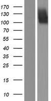 FGFR2 / FGF Receptor 2 Protein - Western validation with an anti-DDK antibody * L: Control HEK293 lysate R: Over-expression lysate