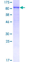 FGFR2 / FGF Receptor 2 Protein - 12.5% SDS-PAGE of human FGFR2 stained with Coomassie Blue