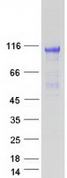 FGFR2 / FGF Receptor 2 Protein - Purified recombinant protein FGFR2 was analyzed by SDS-PAGE gel and Coomassie Blue Staining