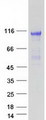 FGFR2 / FGF Receptor 2 Protein - Purified recombinant protein FGFR2 was analyzed by SDS-PAGE gel and Coomassie Blue Staining
