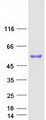 FGG / Fibrinogen Gamma Protein - Purified recombinant protein FGG was analyzed by SDS-PAGE gel and Coomassie Blue Staining