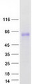 FGL2 Protein - Purified recombinant protein FGL2 was analyzed by SDS-PAGE gel and Coomassie Blue Staining
