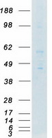 FGR Protein - Purified recombinant protein FGR was analyzed by SDS-PAGE gel and Coomassie Blue Staining