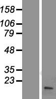 FHIT Protein - Western validation with an anti-DDK antibody * L: Control HEK293 lysate R: Over-expression lysate