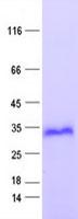 FHL2 Protein