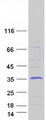 FHL2 Protein - Purified recombinant protein FHL2 was analyzed by SDS-PAGE gel and Coomassie Blue Staining
