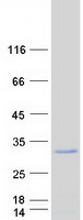 FHL2 Protein - Purified recombinant protein FHL2 was analyzed by SDS-PAGE gel and Coomassie Blue Staining